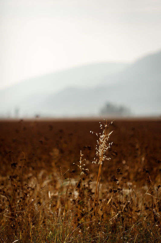 Benefits of Cover Crops in Organic Farming