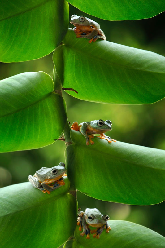 The Importance of Biodiversity