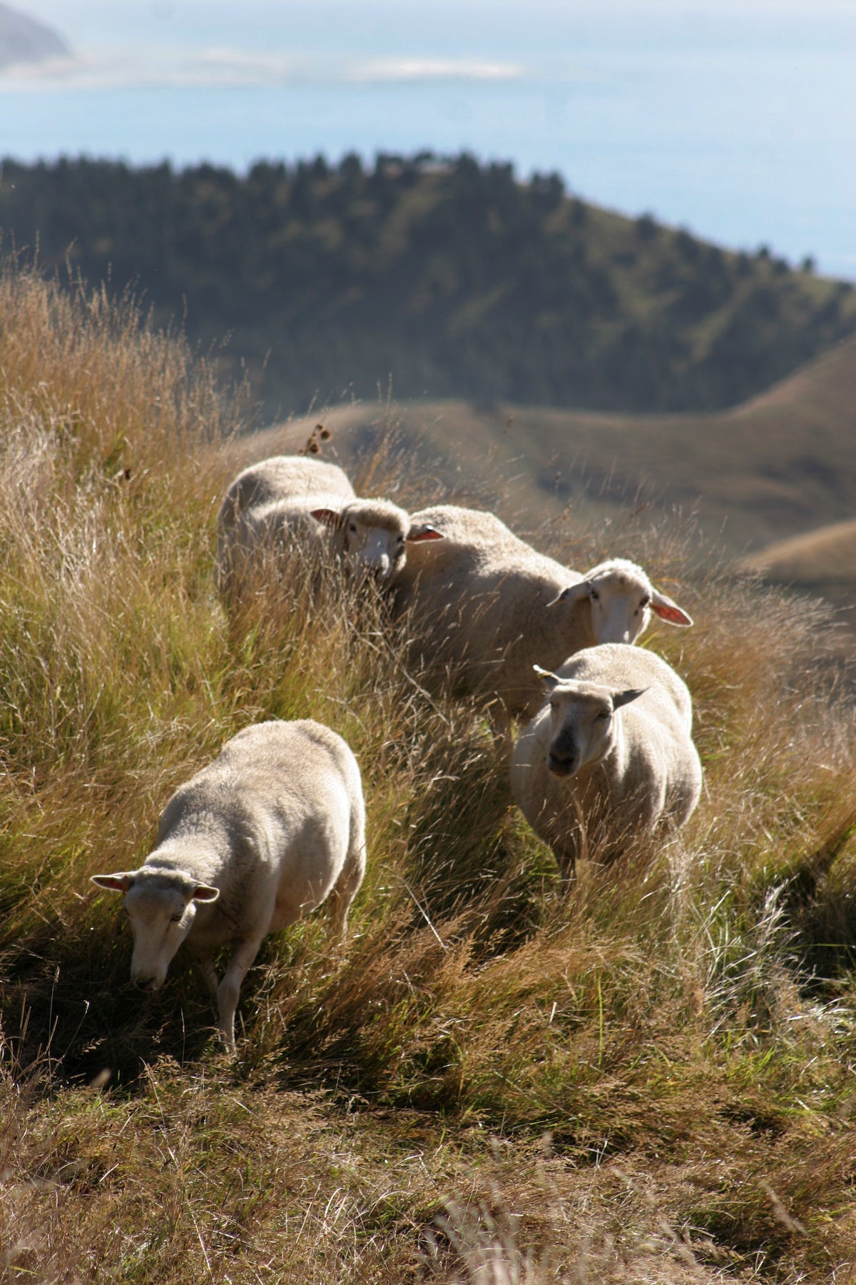 Certified organic wool mattress bedding