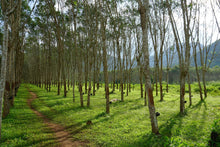 Organic rubber tree farm