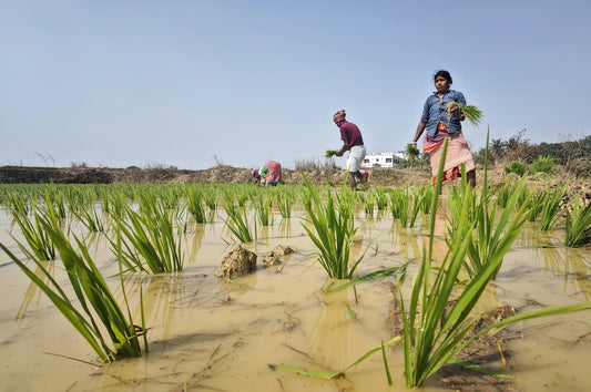 The Importance of Indigenous Knowledge in Organic Farming