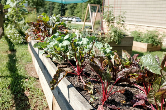 The Power of Organic Gardening: Growing a Resilient Home Garden