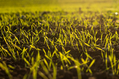 Young green shoots emerging from soil in a field, lit from behind by low evening sun