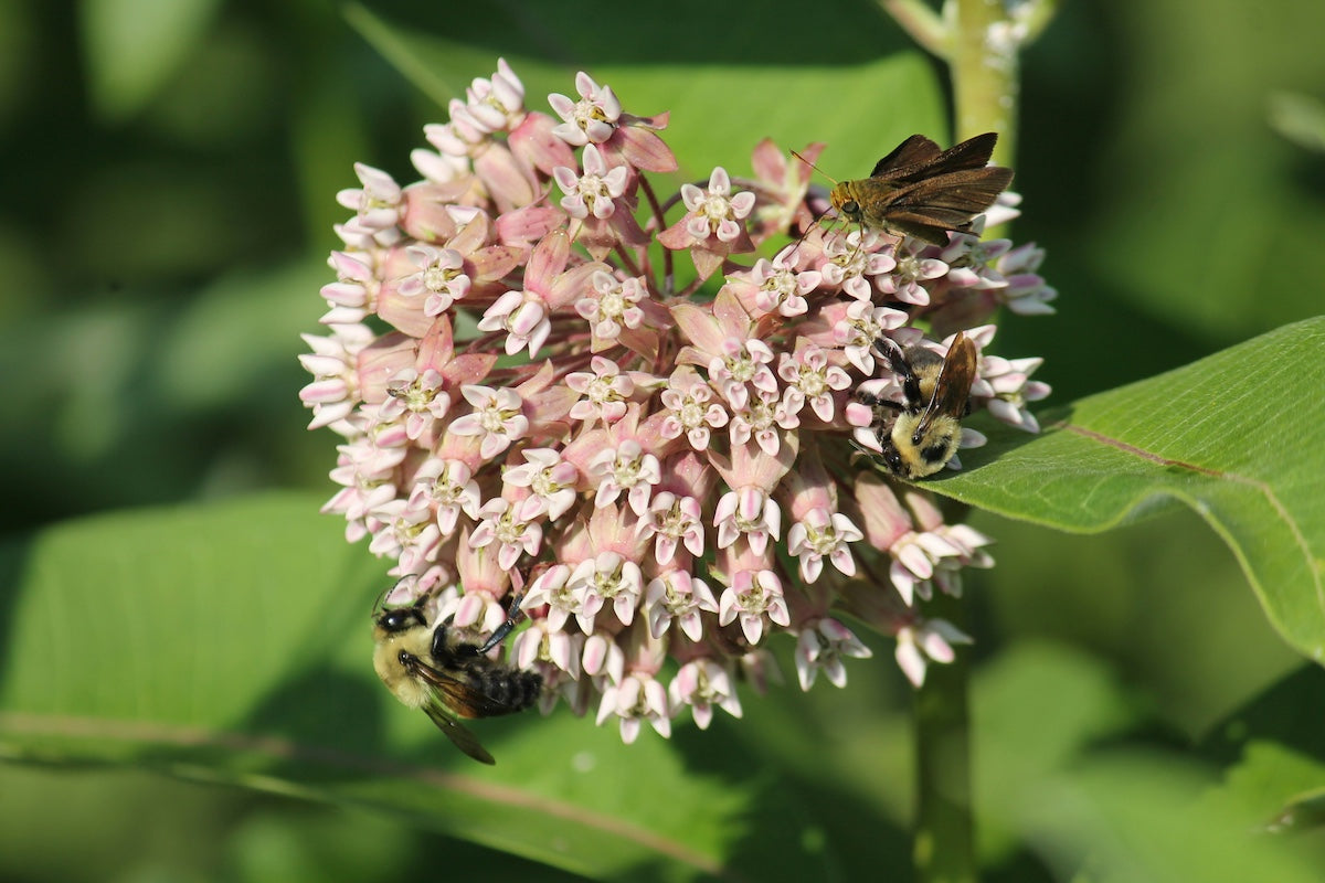 The Role of Pollinators in Organic Farming: Supporting Bees and Beyond