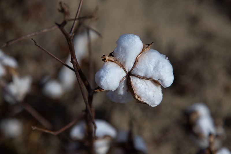 Organic cotton boll