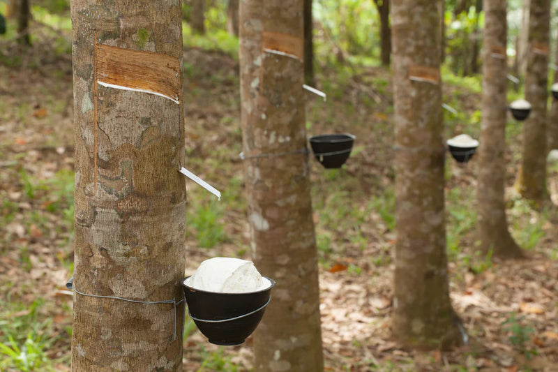 Organic latex rubber tree farm