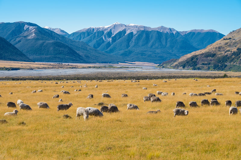 Sheep grazing in organic pasture